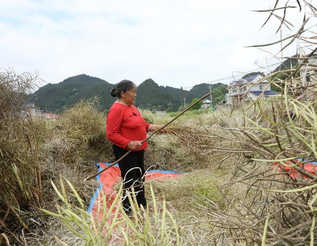    抢收油菜     颗粒归仓
