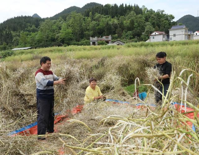    抢收油菜     颗粒归仓
