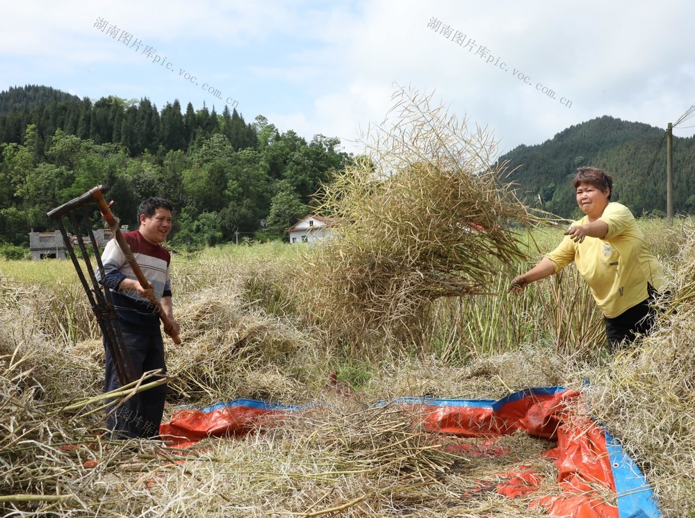    抢收油菜     颗粒归仓
