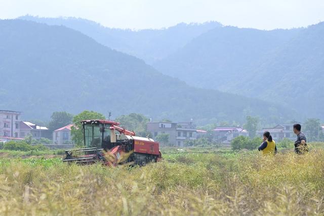 油菜  丰收  稻再油  文旅融合  农机