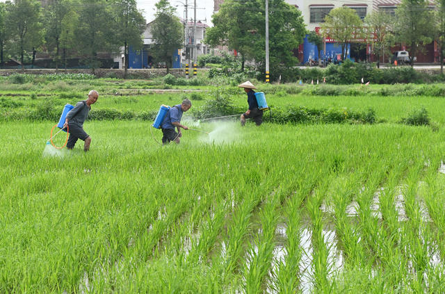 田间管理 立夏 二十四节气 喷洒 肥料 水稻 田  农村 农业 农作物 