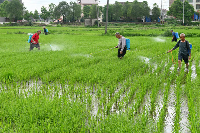 田间管理 立夏 二十四节气 喷洒 肥料 水稻 田  农村 农业 农作物 