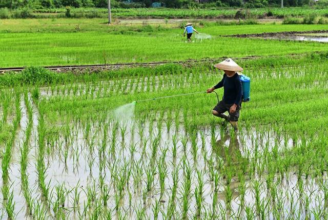 田间管理 立夏 二十四节气 喷洒 肥料 水稻 田  农村 农业 农作物 