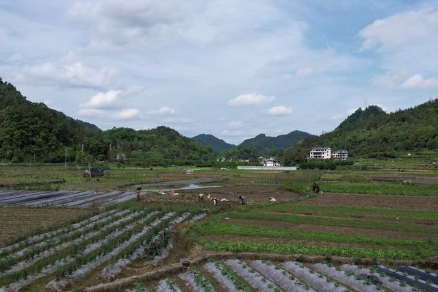 吉首 农民 田间 节气 马铃薯 立夏 油菜 农事 乾州 西门口