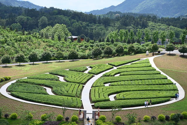 茶乡花海
