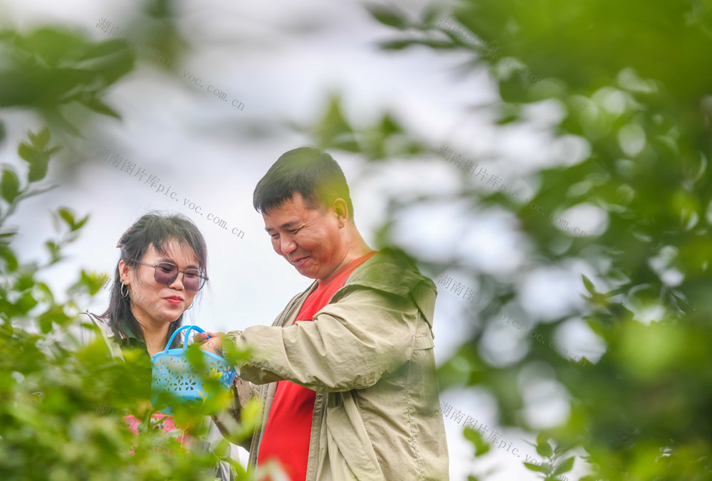 蓝莓
旅游
乡村
果园
