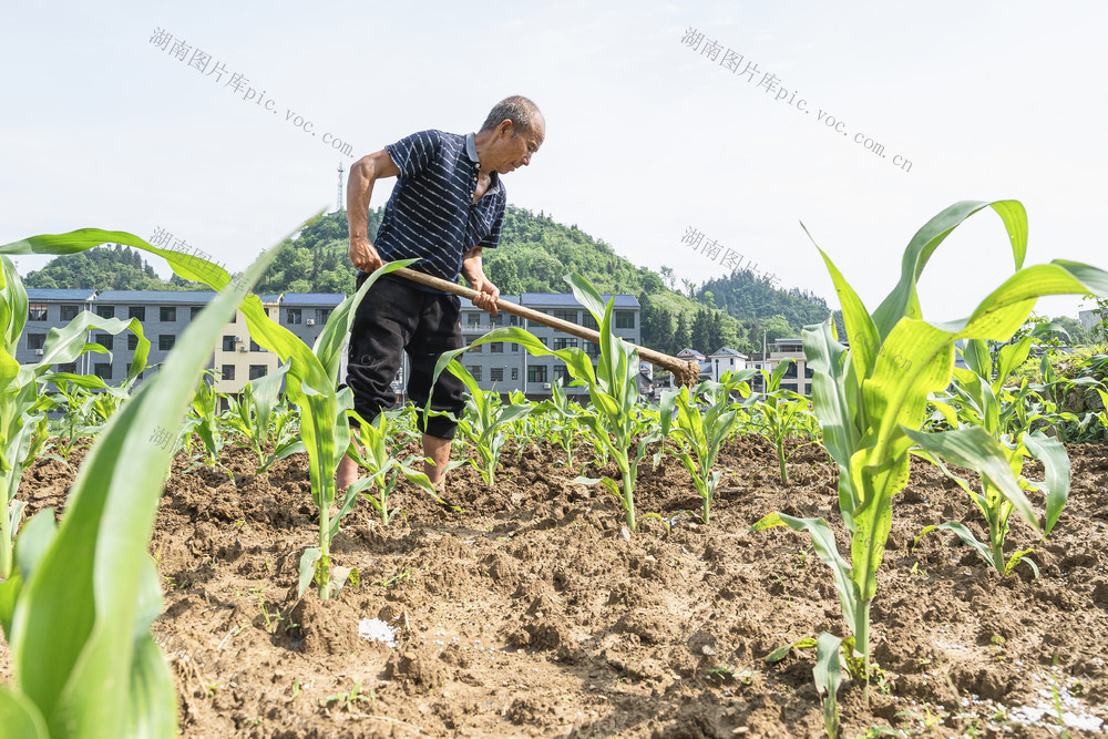 初夏农忙  精心培管玉米等农作物  确保农事增收和粮食安全