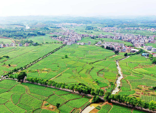 嘉禾：生态乡村入画来