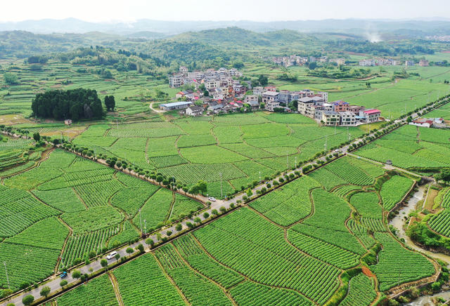 嘉禾：生态乡村入画来