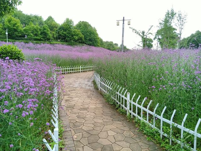 花不醉人，人自醉，高耸入云的太平山