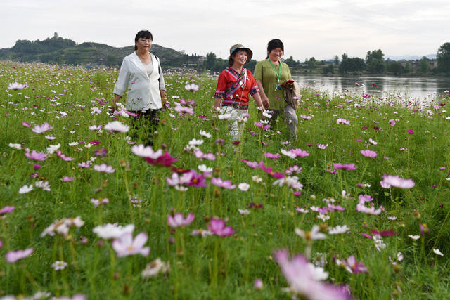 格桑花开河畔美