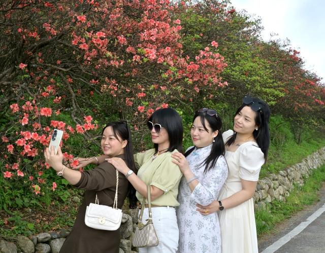 杜鹃花海引客来