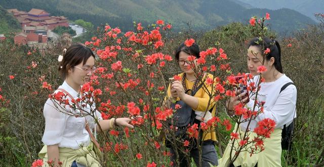 杜鹃花海引客来
