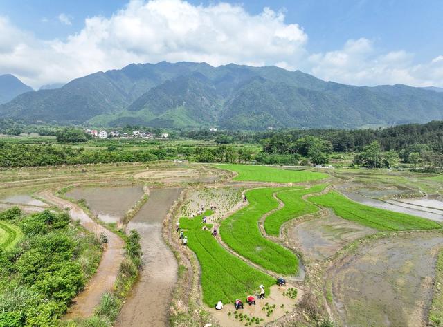 初夏
道县
水稻
