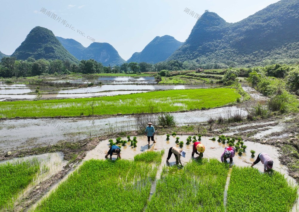 初夏
道县
水稻
