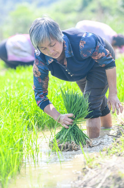 初夏
道县
水稻
