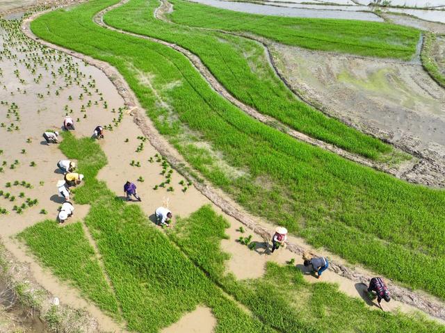 初夏
道县
水稻
