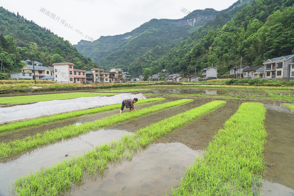 吉首市乾州街道关侯村，村民们抢抓初夏农时，田园一派繁忙景象