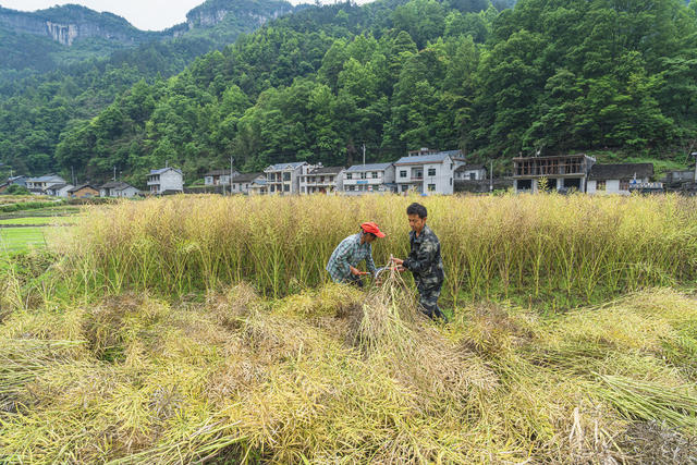 吉首市乾州街道关侯村，村民们抢抓初夏农时，田园一派繁忙景象