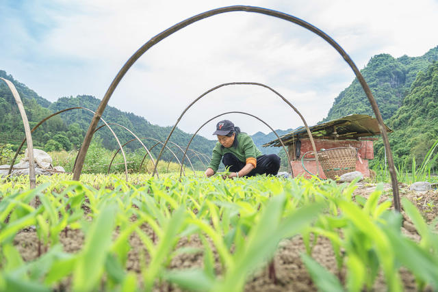 吉首市乾州街道关侯村，村民们抢抓初夏农时，田园一派繁忙景象