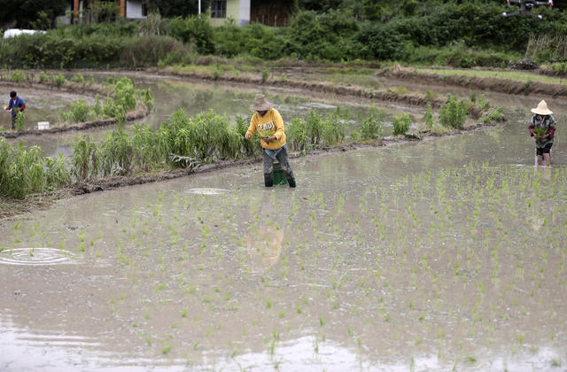 初夏时节 水稻 抢抓农时 插秧 农事忙 