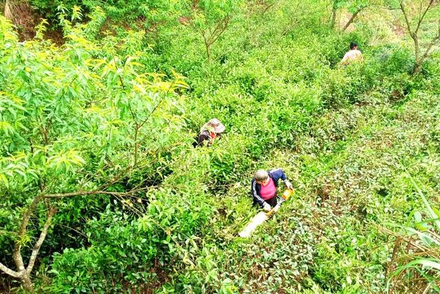 茶园 修枝 创收