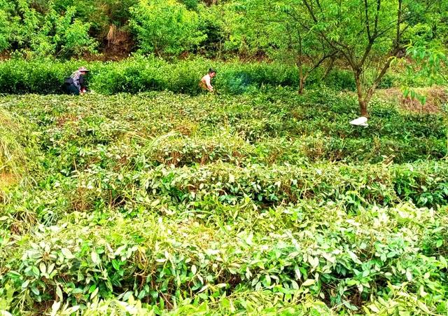 茶园 修枝 创收