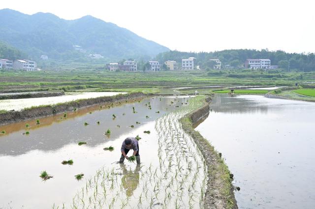 粮食生产  再生稻  一季稻  插秧