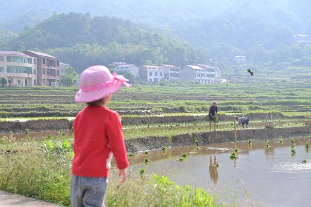 粮食生产  再生稻  一季稻  插秧