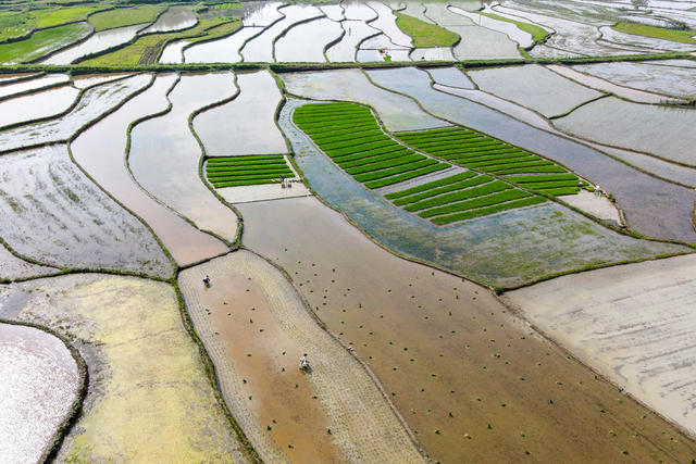 粮食生产  再生稻  一季稻  插秧