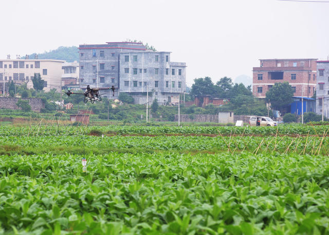 嘉禾：飞防作业