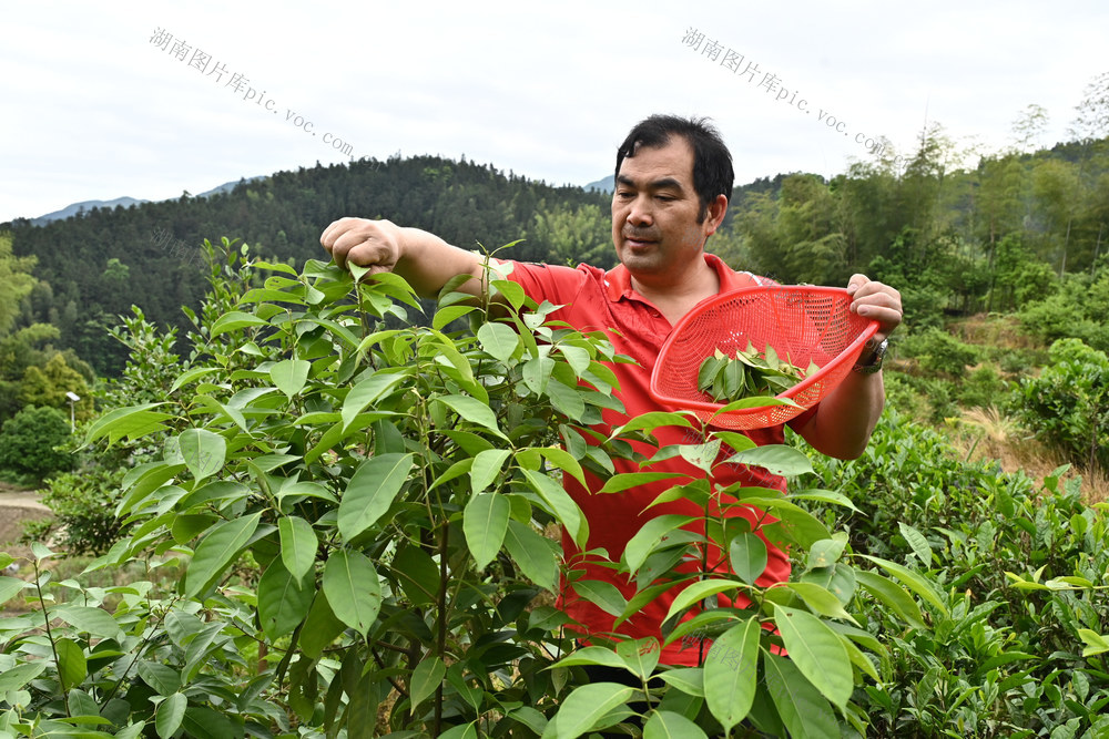 采*摘*甜*茶*増*收*共*赢