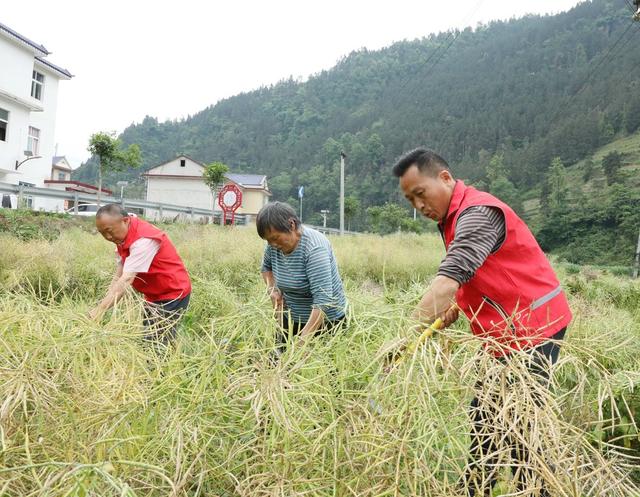 助农抢收油菜