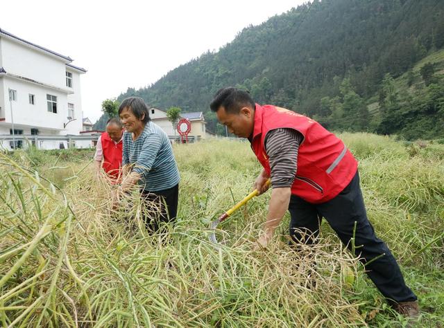 助农抢收油菜