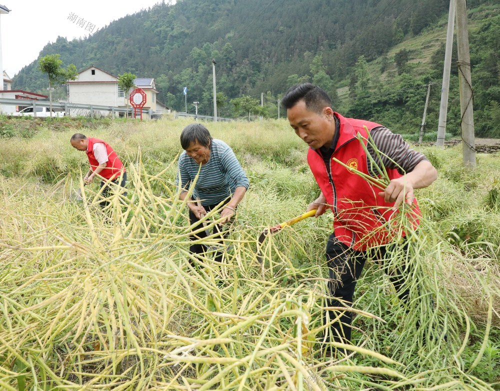 助农抢收油菜