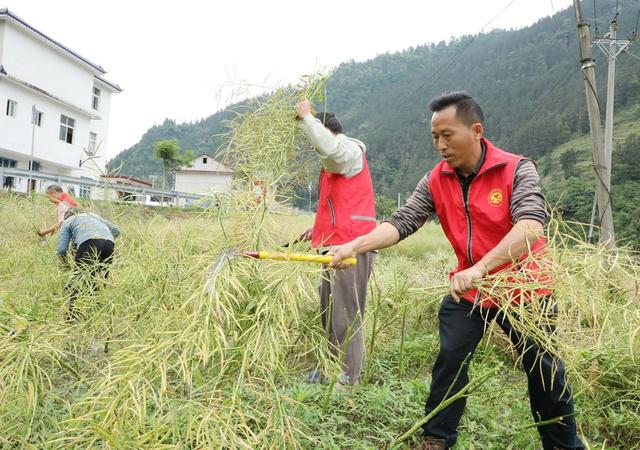 助农抢收油菜