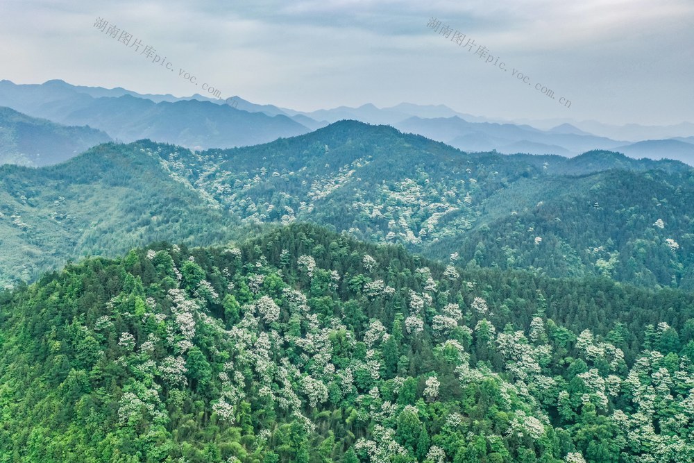 自然 生态 油桐花 青山 风景