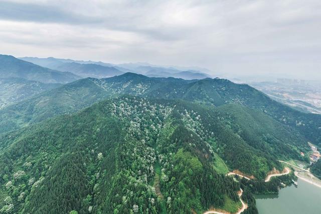 自然 生态 油桐花 青山 风景