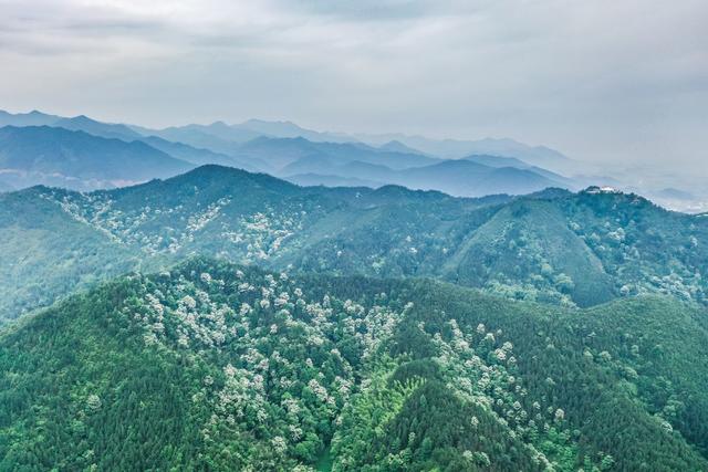 自然 生态 油桐花 青山 风景