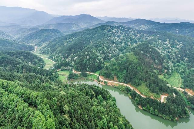 自然 生态 油桐花 青山 风景