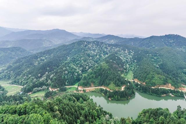 自然 生态 油桐花 青山 风景