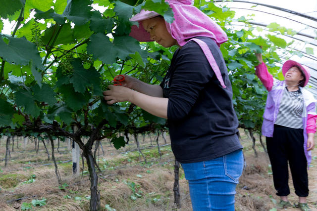 加强培管   夺丰收
