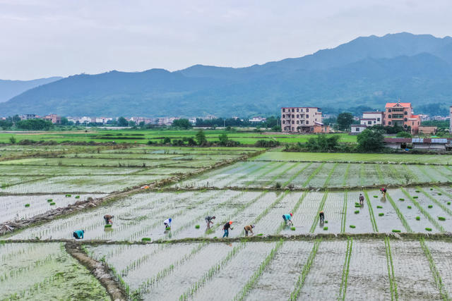 初夏 农忙 田间 种植 水稻 农事