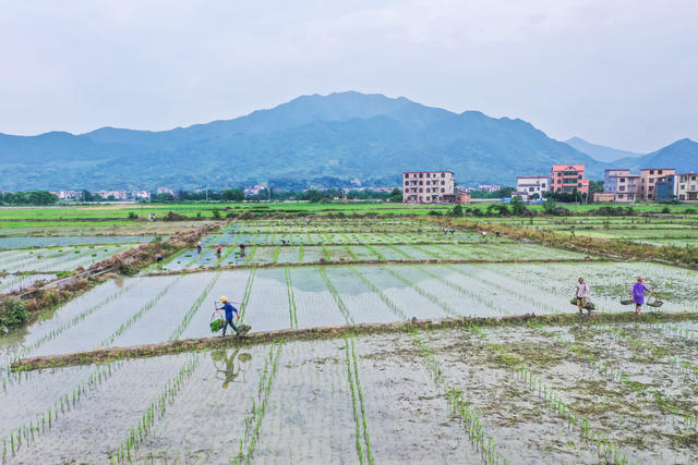 初夏 农忙 田间 种植 水稻 农事