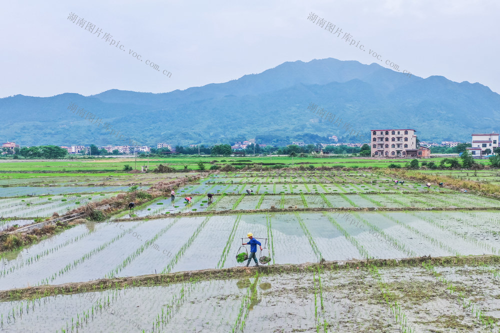 初夏 农忙 田间 种植 水稻 农事