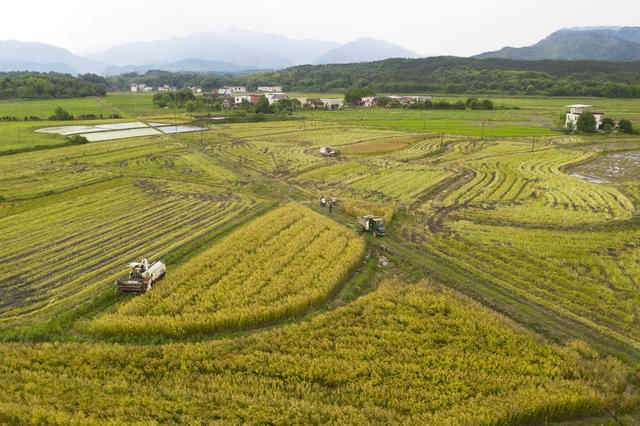 油菜丰收 收割油菜籽 乡村振兴 农业产业 增收致富