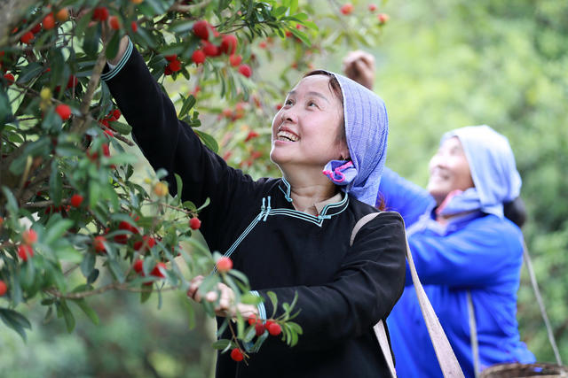 杨梅 满园 飘香 游客 采摘 助农 增收 产业 