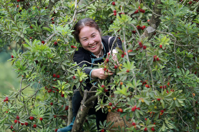 杨梅 满园 飘香 游客 采摘 助农 增收 产业 