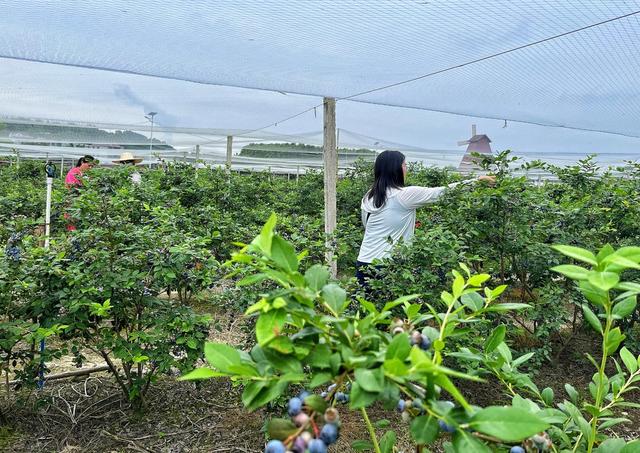 蓝莓果飘香 游客采摘忙