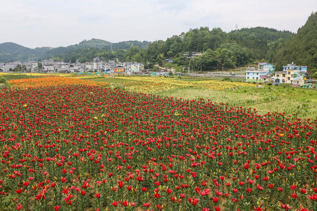 湖南，湘西，鲜花，百合花，盛开，村庄，美丽，游人，新农村，环境，增收